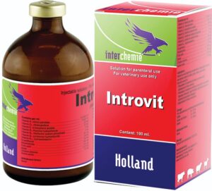 Introvit
