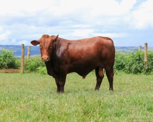 Gado Bovino - Image 5