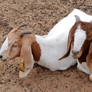 Cabrito