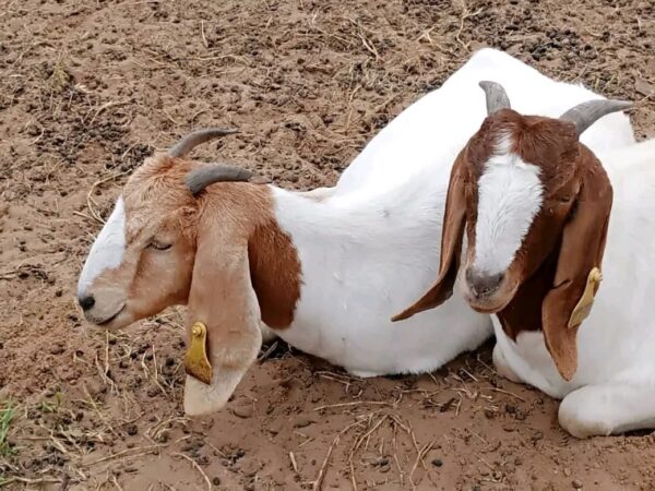 Cabrito - Image 2