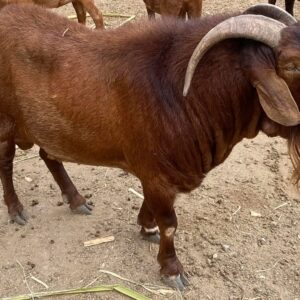 Cabrito