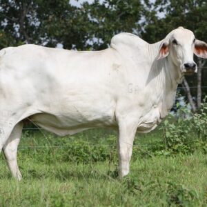 Gado Bovino