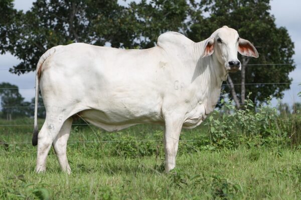 Gado Bovino